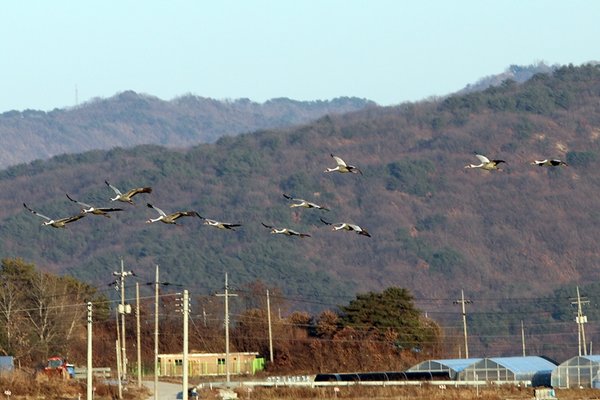 재두루미